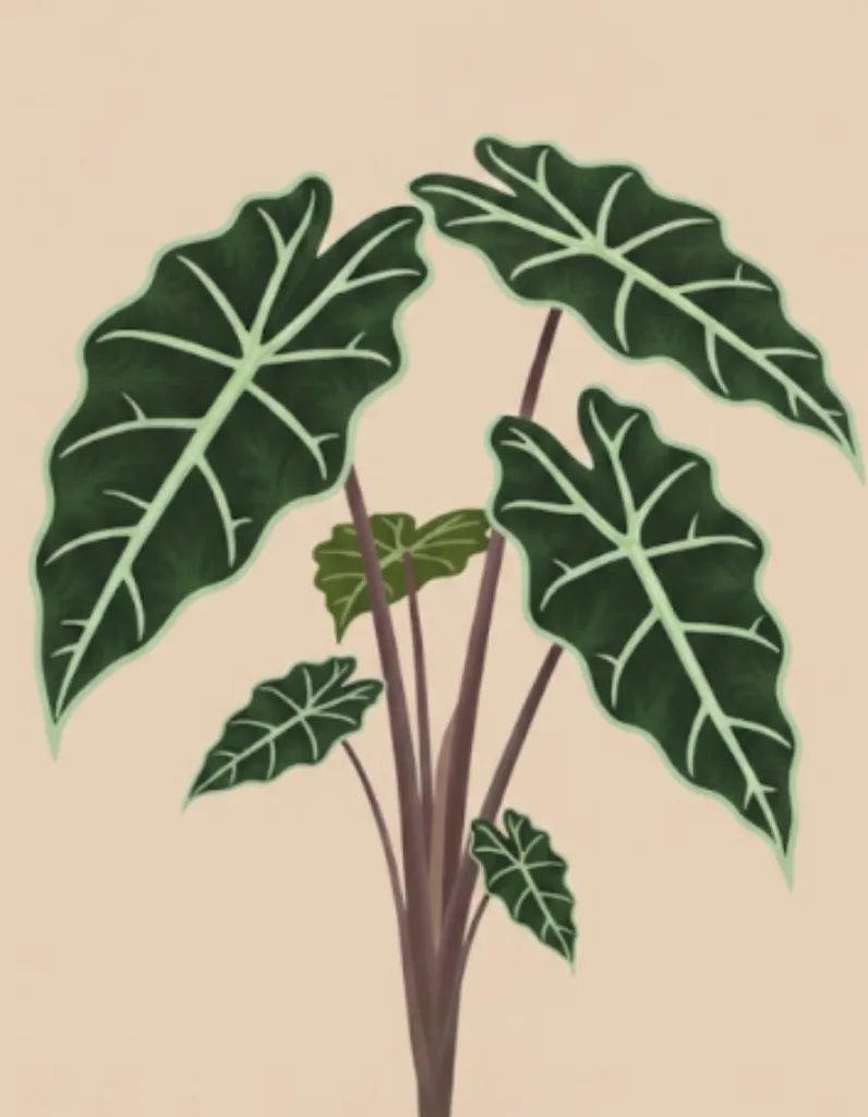 ライトショアジギング　ルッコラ Alocasia Jacklyn Plant Care - How to Grow: Alocasia tandurusa