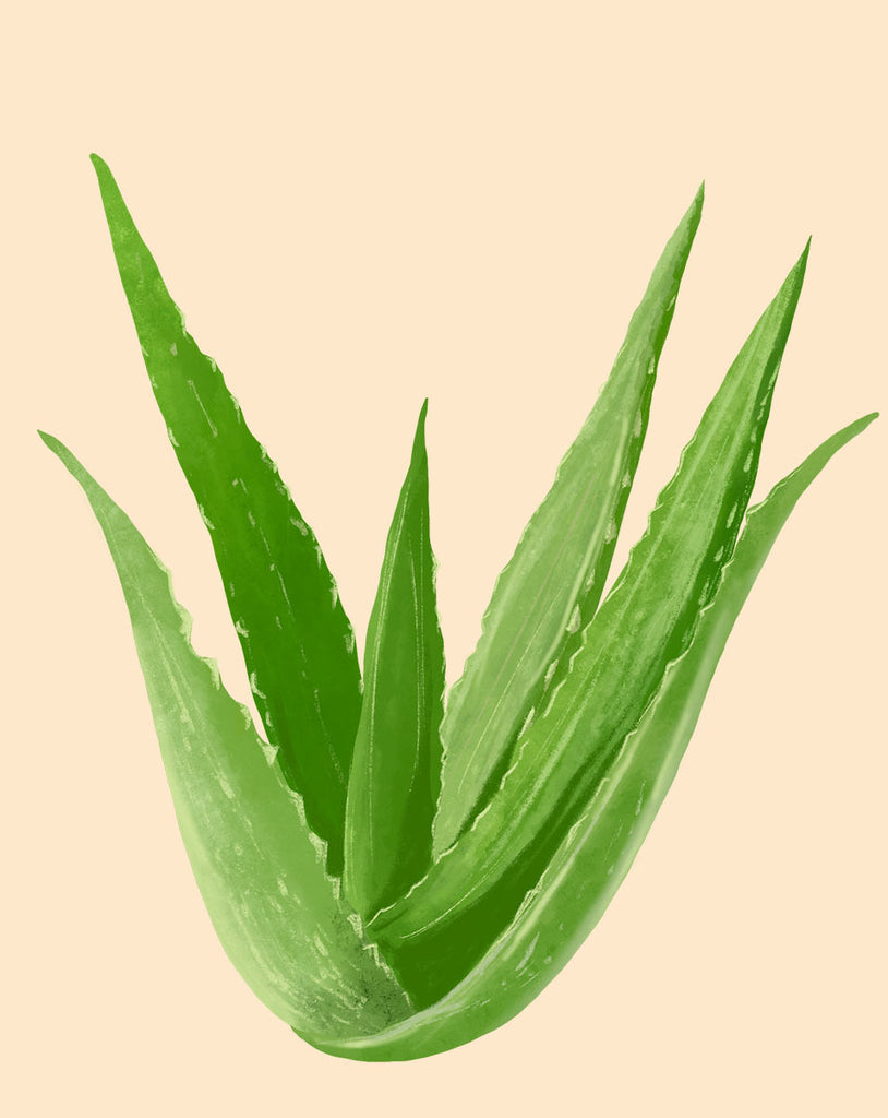 Entretien des plantes d'aloe vera - Comment cultiver de l'aloe vera