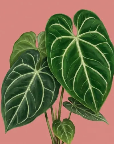 Anthurium Regale