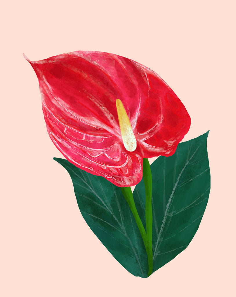 anthurium rouge toxicité Entretien des plantes d'Anthurium - Comment cultiver de l'Anthurium  adraeanum
