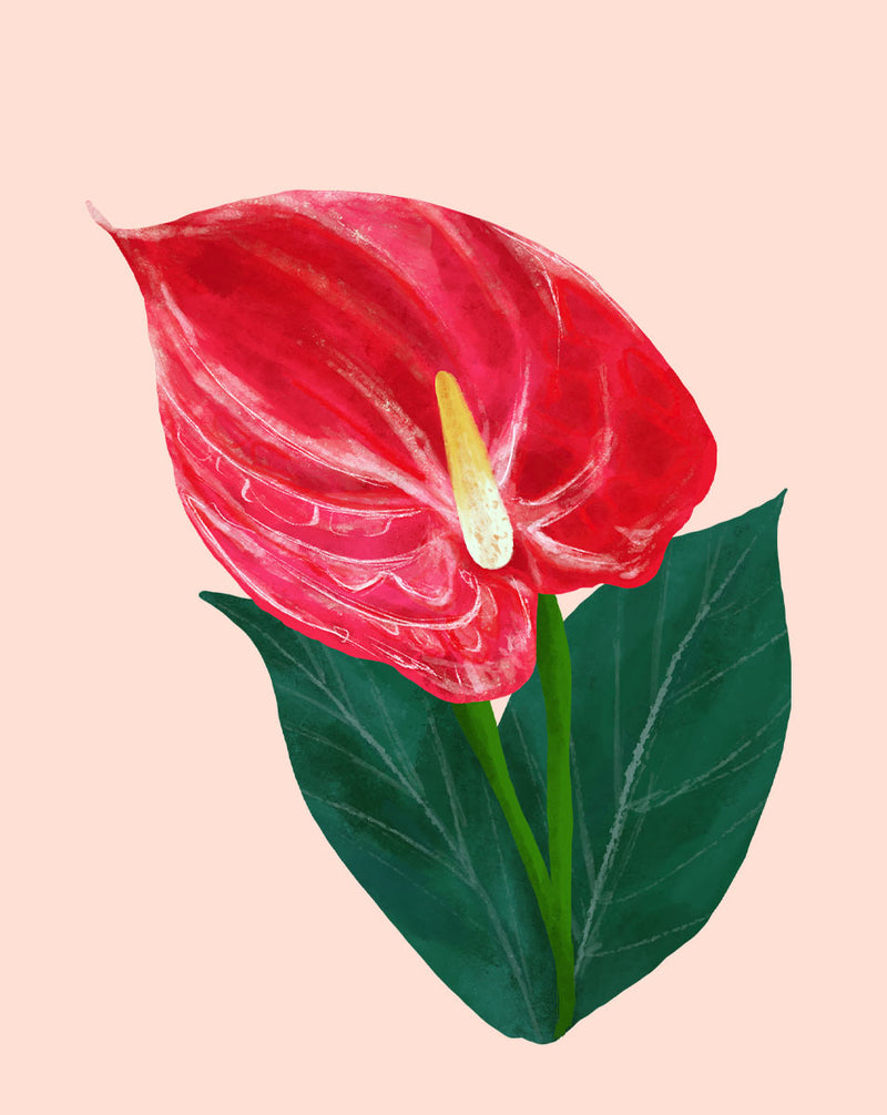 Entretien des plantes d'Anthurium - Comment cultiver de l'Anthurium  adraeanum