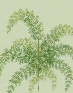 Asparagus Fern Care - How to Grow: Asparagus setaceus