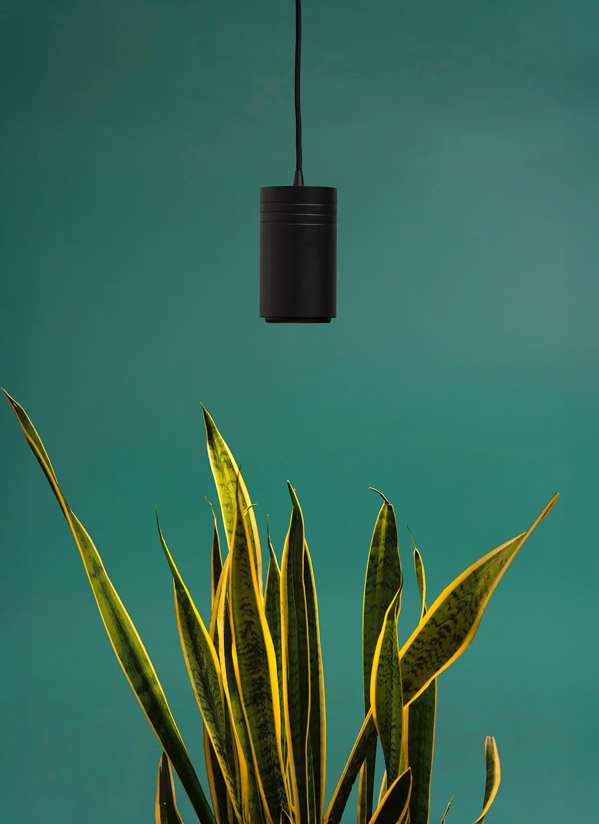 Black Soltech Aspect Gen 2 hanging over snake plant on a teal background