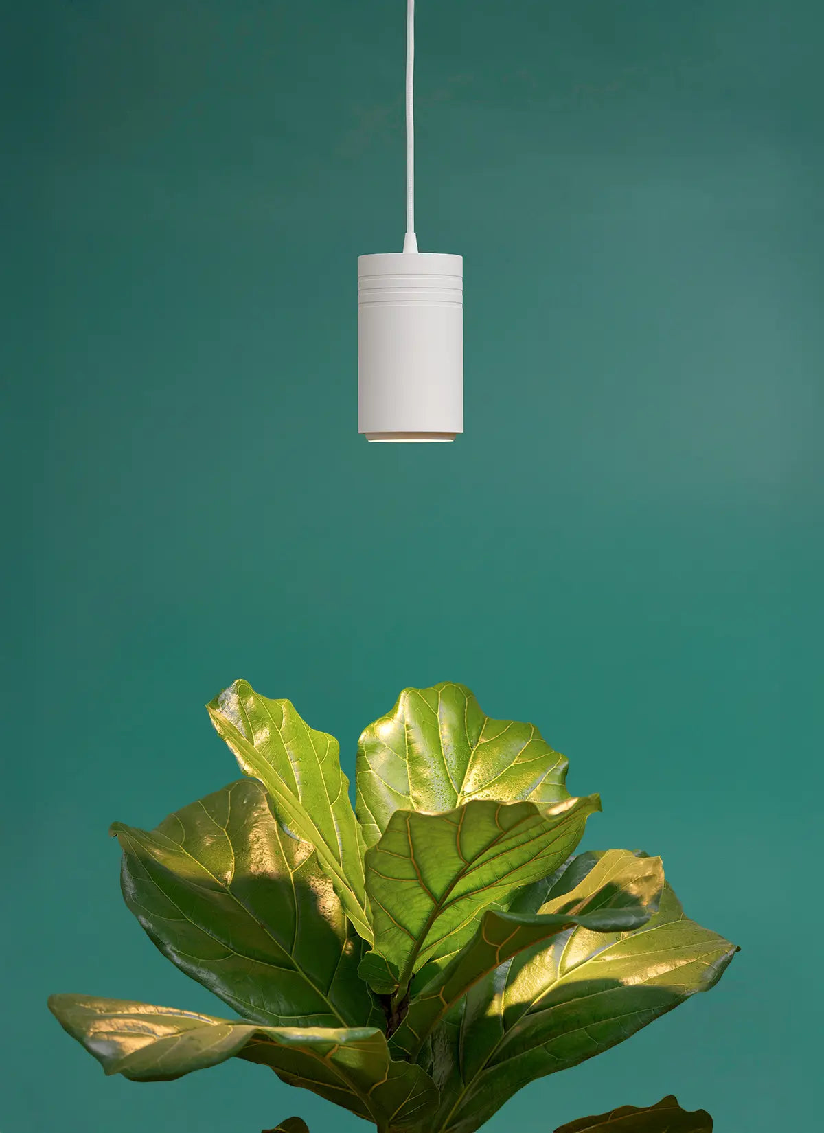 White Soltech Aspect Gen 2 Hanging over Fiddle Leaf Fig Plant with a Teal background.