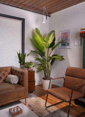 Modern living room with brown leather furniture, a large potted plant with a Soltech Aspect mounted above and greenery on a wooden cabinet. Warm tone with a cozy, inviting feel.