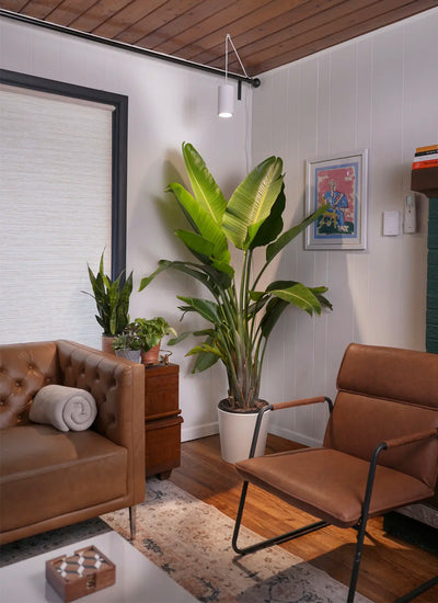 Modern living room with brown leather furniture, a large potted plant with a Soltech Aspect mounted above and greenery on a wooden cabinet. Warm tone with a cozy, inviting feel.