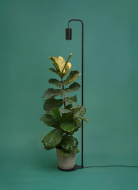 Potted plant with black Soltech Stello and Aspect against a teal background