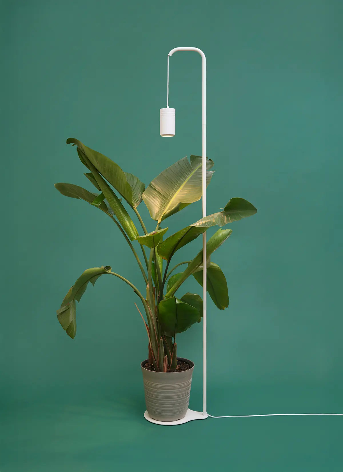 Potted plant with a white Soltech Stello with White Soltech Aspect against a teal background