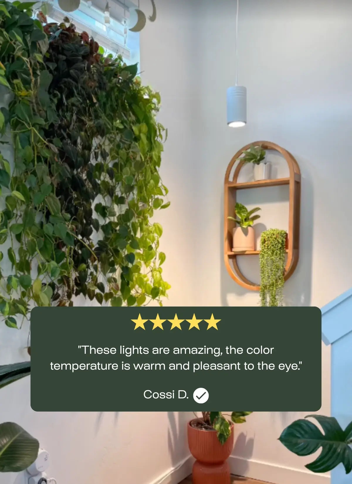 Indoor setting with plants and a wall-mounted mirror, featuring a five-star rating comment.