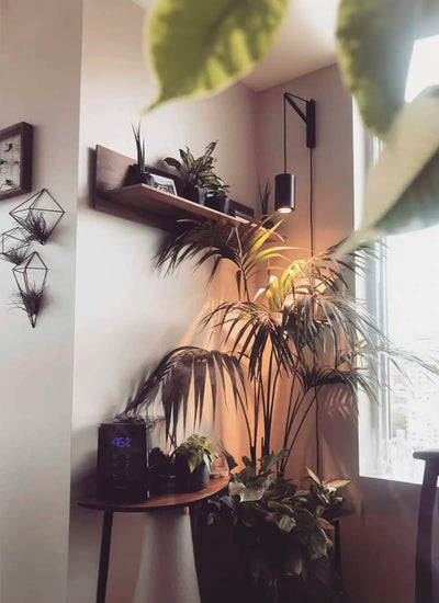 Cozy corner with lush indoor plants under Black Soltech Aspect and wall mount, wooden shelf with decor, and geometric wall art, creating a serene and inviting atmosphere.
