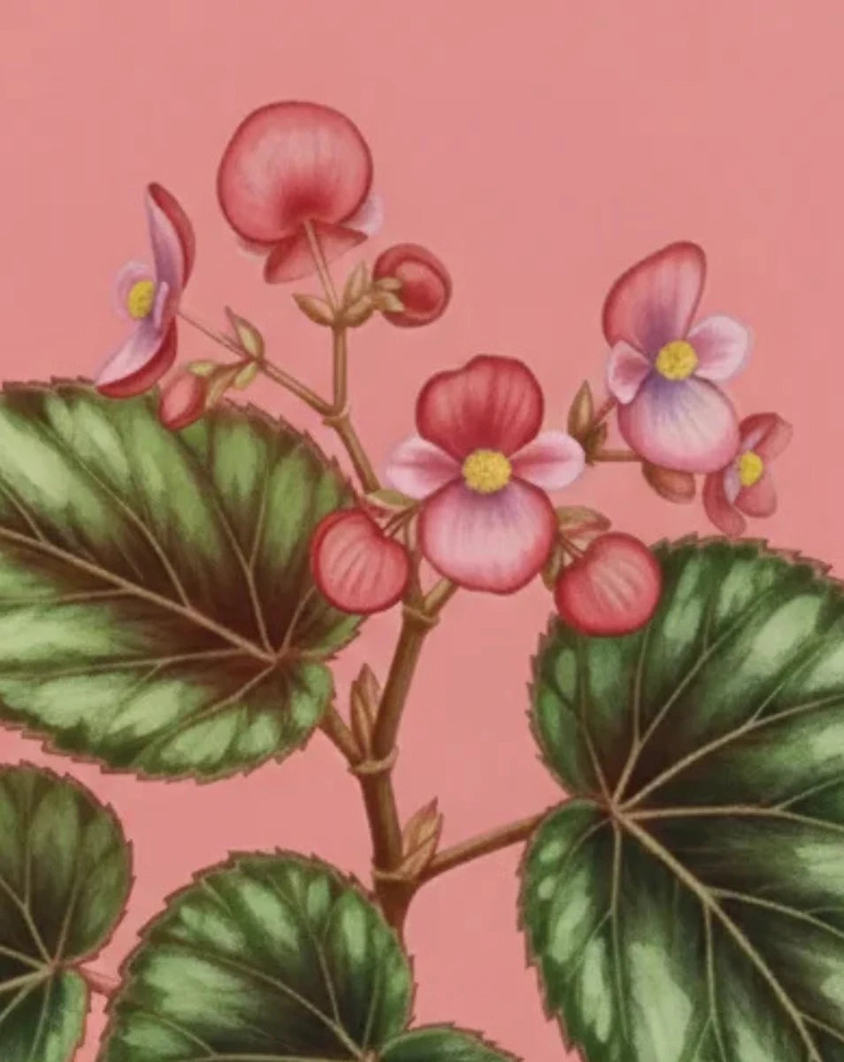 Illustration of pink flowers and green leaves on a pink background