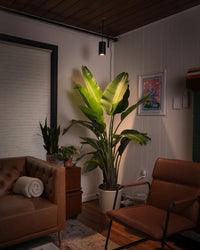 Large Aspect Grow Light