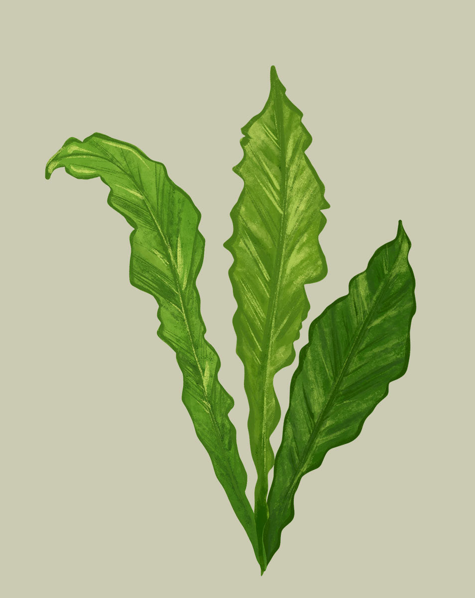 bird's nest fern adaptations Birds Nest Fern Plant Care - How to Grow Asplenium nidus