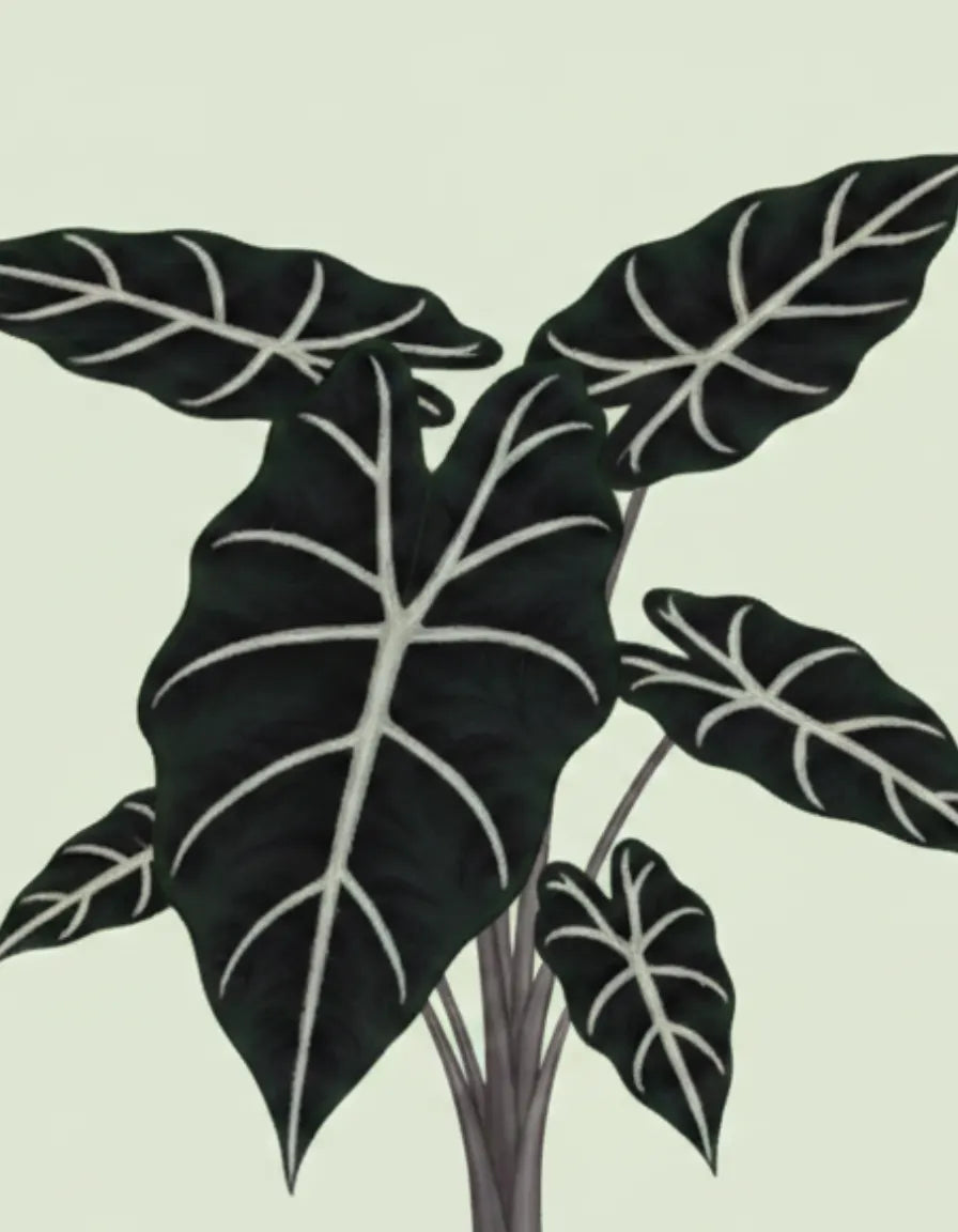 Black and white leaves on a light green background