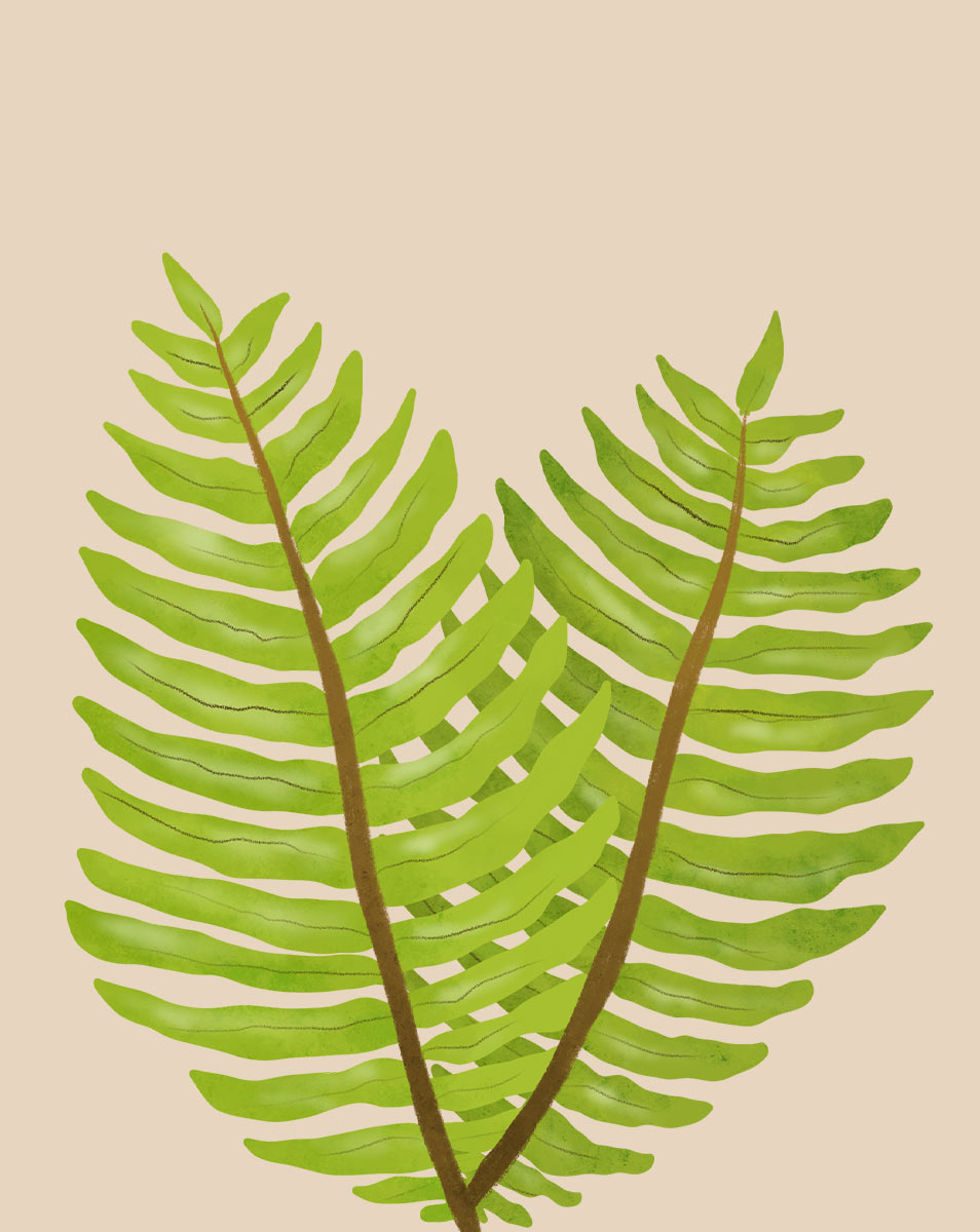 hanging fern plants Boston Fern Plant Care - How to Grow Nephrolepis exaltata
