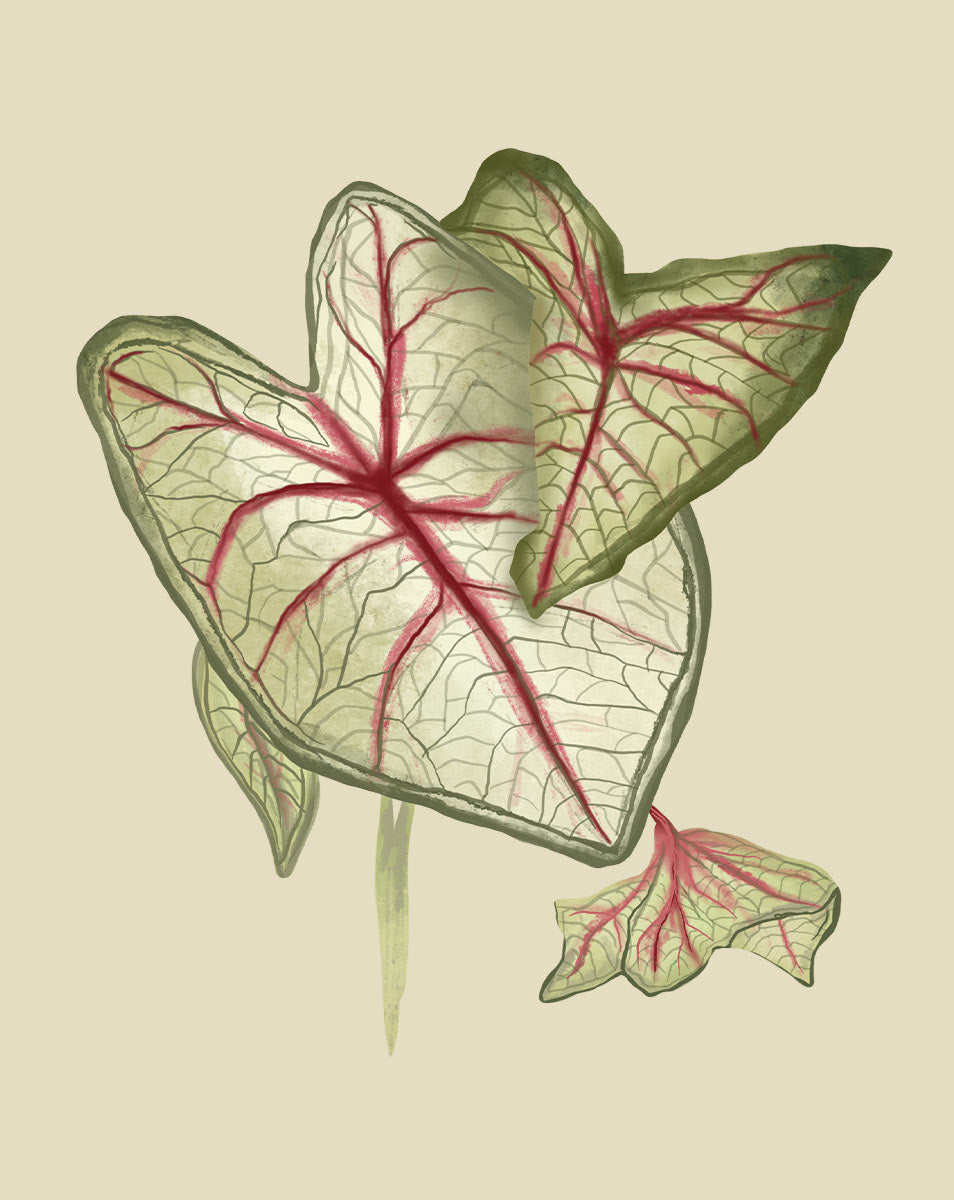 Caladium Drawing Caladium Plant Care - How to Grow Caladium bicolor 'Summer Breeze ...