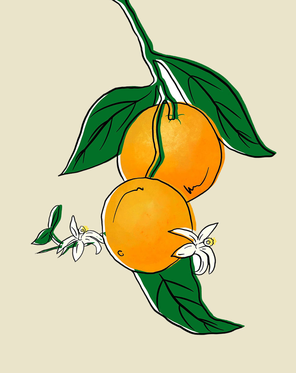 calamondin lime tree care Calamondin Plant Care - How to Grow Citrus × microcarpa