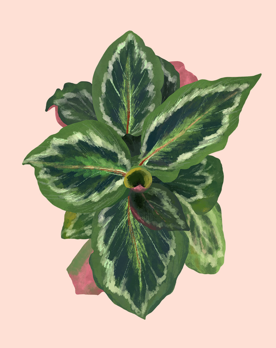 medallion prayer plant care Calathea Medallion Plant Care - How to Grow Calathea roseopicta