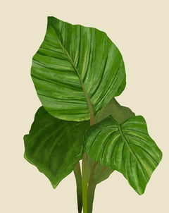 Calathea Orbifolia Plant Care - How to Grow Prayer Plant