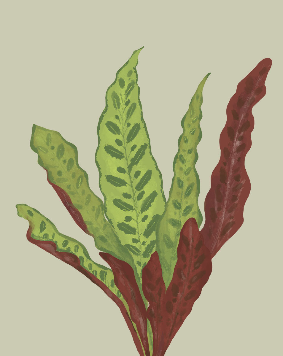 difference between a snake plant and a rattlesnake plant Calathea Rattlesnake Plant Care - How to Grow Calathea lancifolia