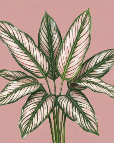 Decorative plant with green and white leaves on a pink background