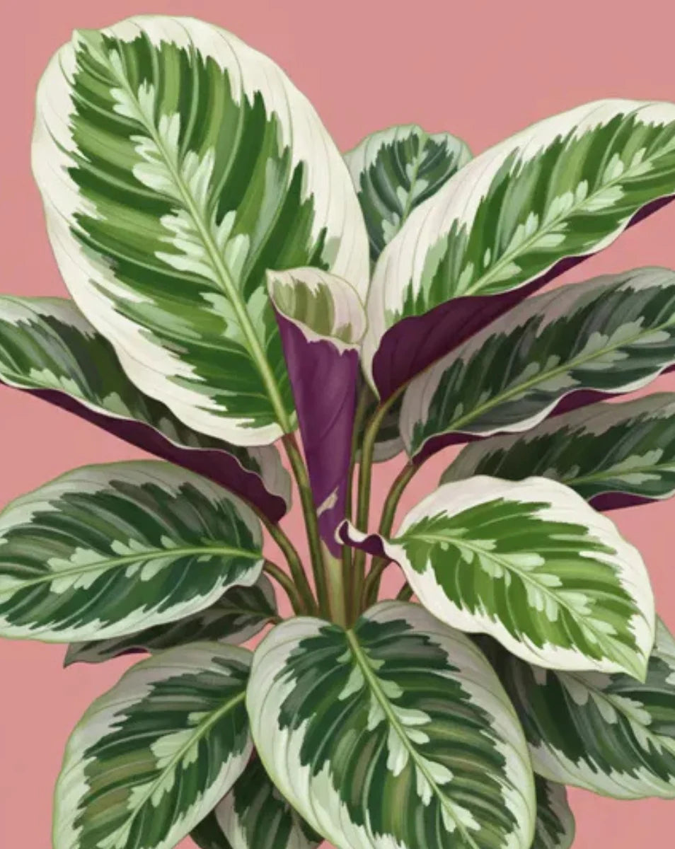 Variegated green and white leaves on a pink background