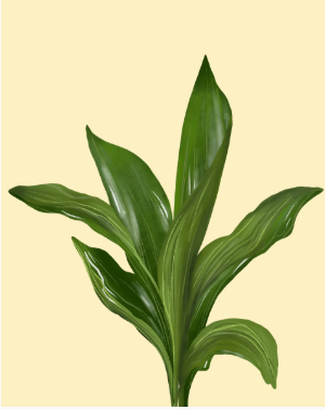 A lush, green plant with broad, glossy leaves against a light beige background. The plant's vibrant color conveys freshness and vitality.
