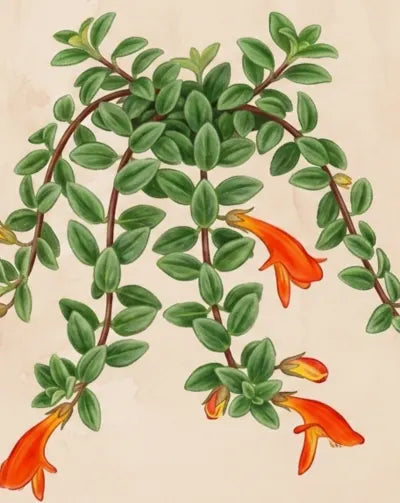 Goldfish Plant