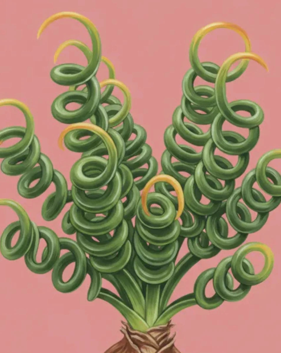 Artistic depiction of a plant with coiled green stems on a pink background