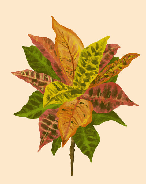 croton mammy entretien Croton Plant Care - Comment cultiver Codiaeum variegatum