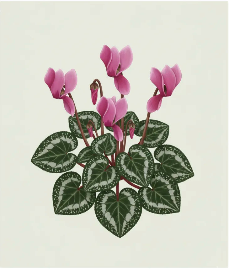 Cyclamen