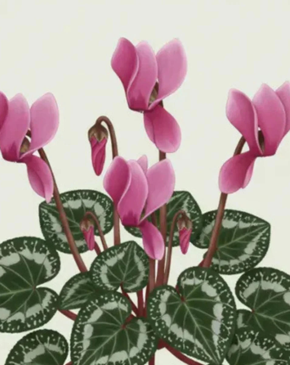 Pink cyclamen flowers with green leaves on a light beige background