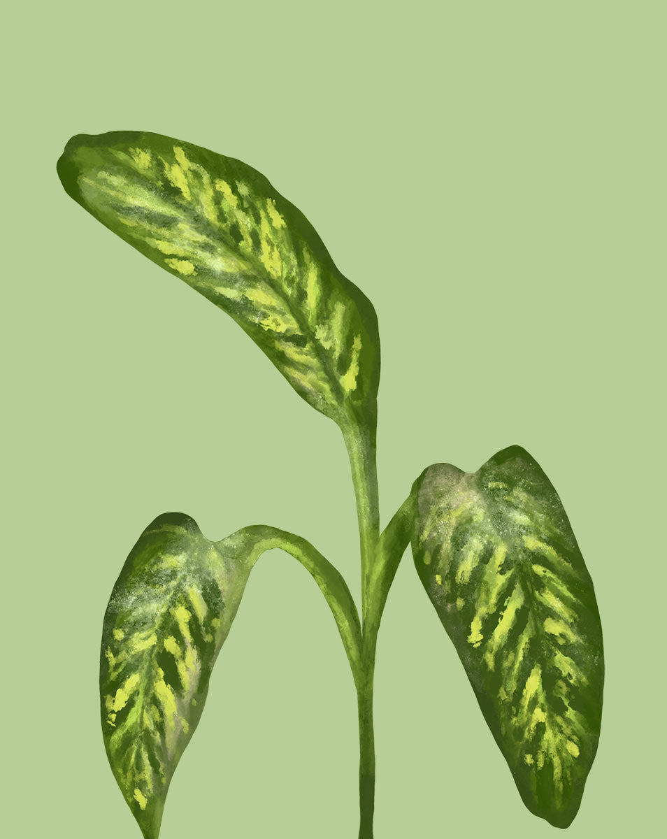 dieffenbachia lighting Dieffenbachia Plant Care - How to Grow Dieffenbachia amoena