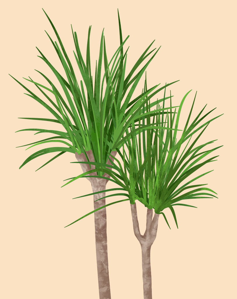 Entretien du dragonnier - Comment faire pousser un Dracaena marginata