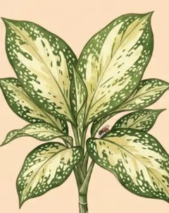caring for an dracaena surculosa Dracaena 'Milky Way' Care - How to Grow Dracaena surculosa