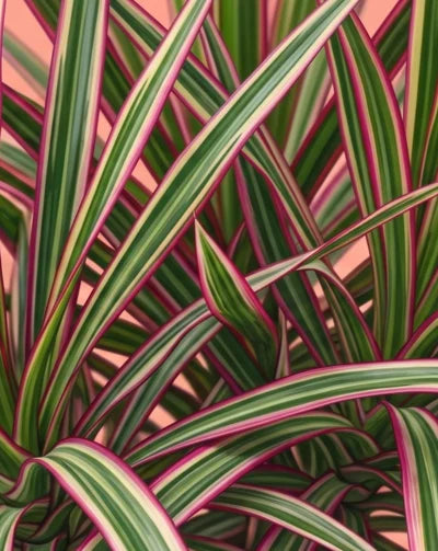 Variegated leaves of a tropical plant featuring vibrant green and pink stripes against a soft peach background