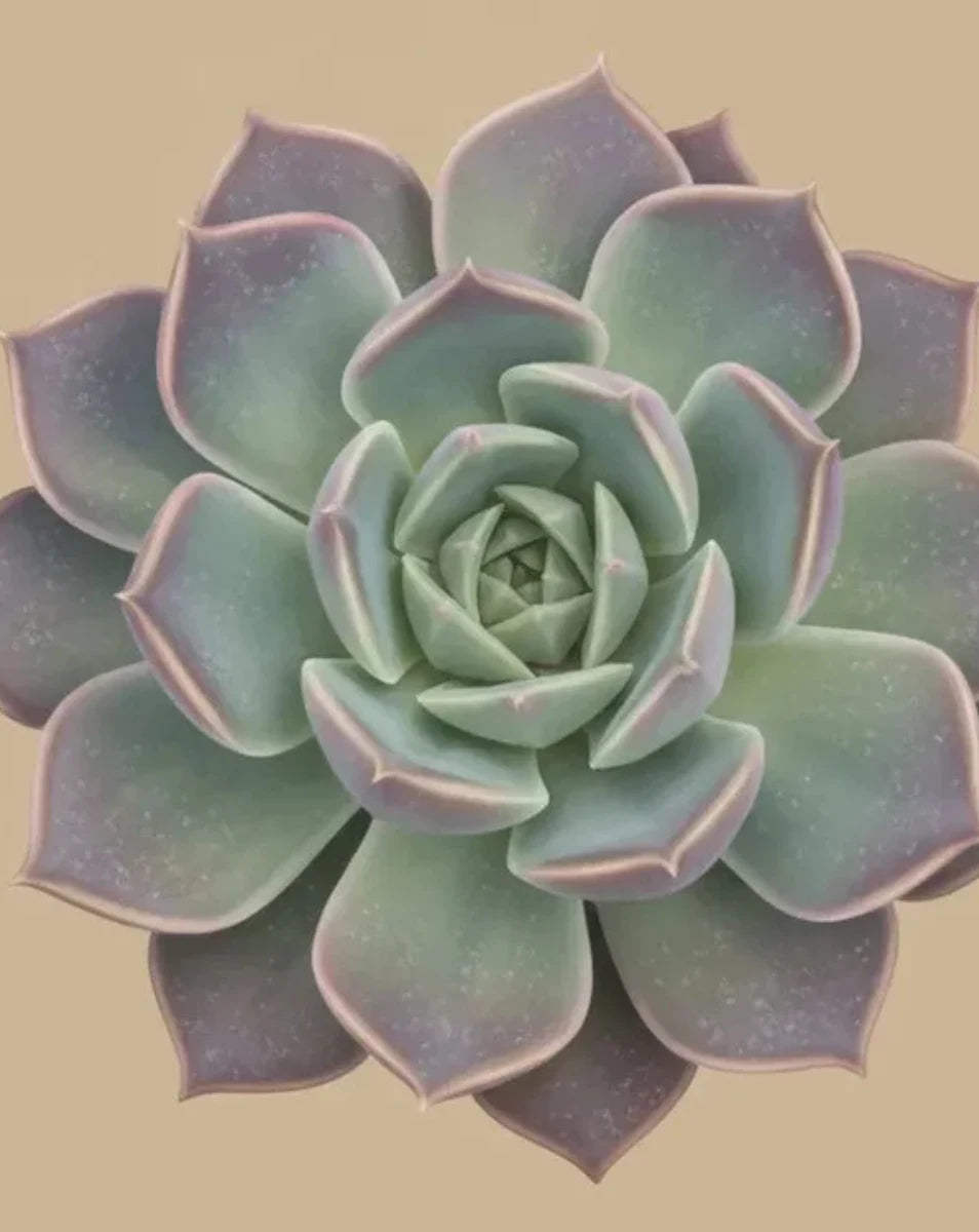 Close-up of a succulent plant with a beige background