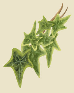 English Ivy Plant Care - How to Grow Hedera helix