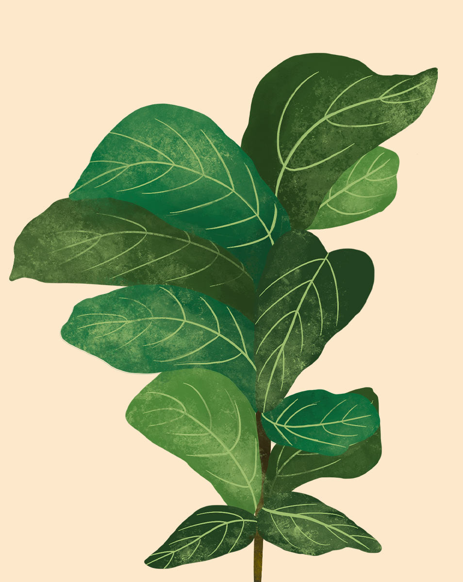 ficus lyrata fiddle leaf fig care Fiddle Leaf Fig Plant Care - How to Grow Ficus lyrata