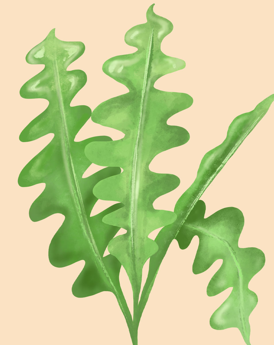 fish bone succulent Fishbone Cactus Plant Care - How to Grow Disocactus anguliger