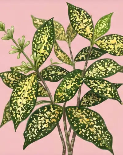 Decorative plant with green and yellow leaves on a pink background