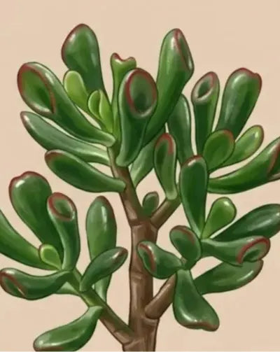 Gollum Jade Plant