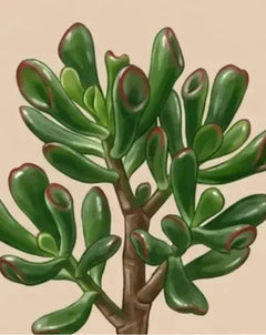 gollum jade plant wrinkled Gollum Jade Plant Care Guide - How to Grow Crassula Ovata 'Gollum'