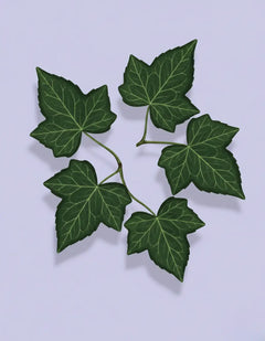 GrapeIvyPlantGuideImage_909b45