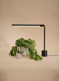 rubber tree grow light Rubber Tree Plant Care - How to Grow Ficus elastica 'Burgundy'