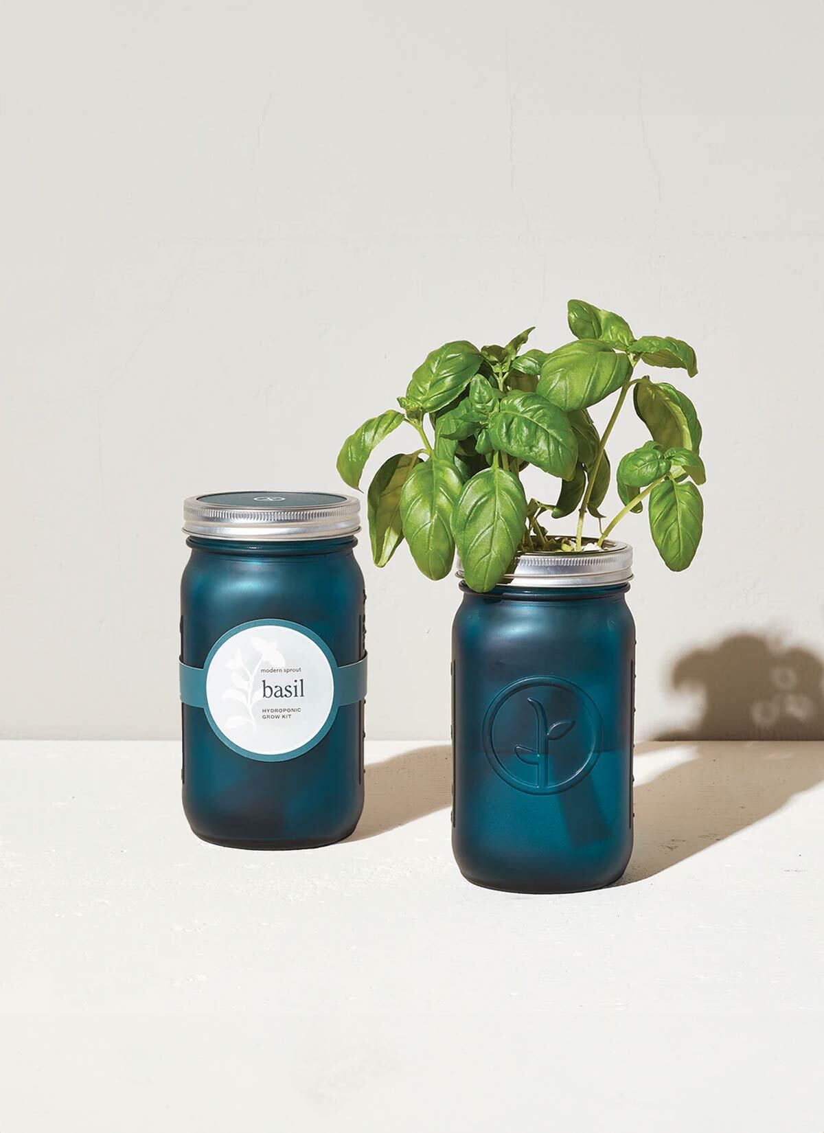 Modern Sprout Herb Jars