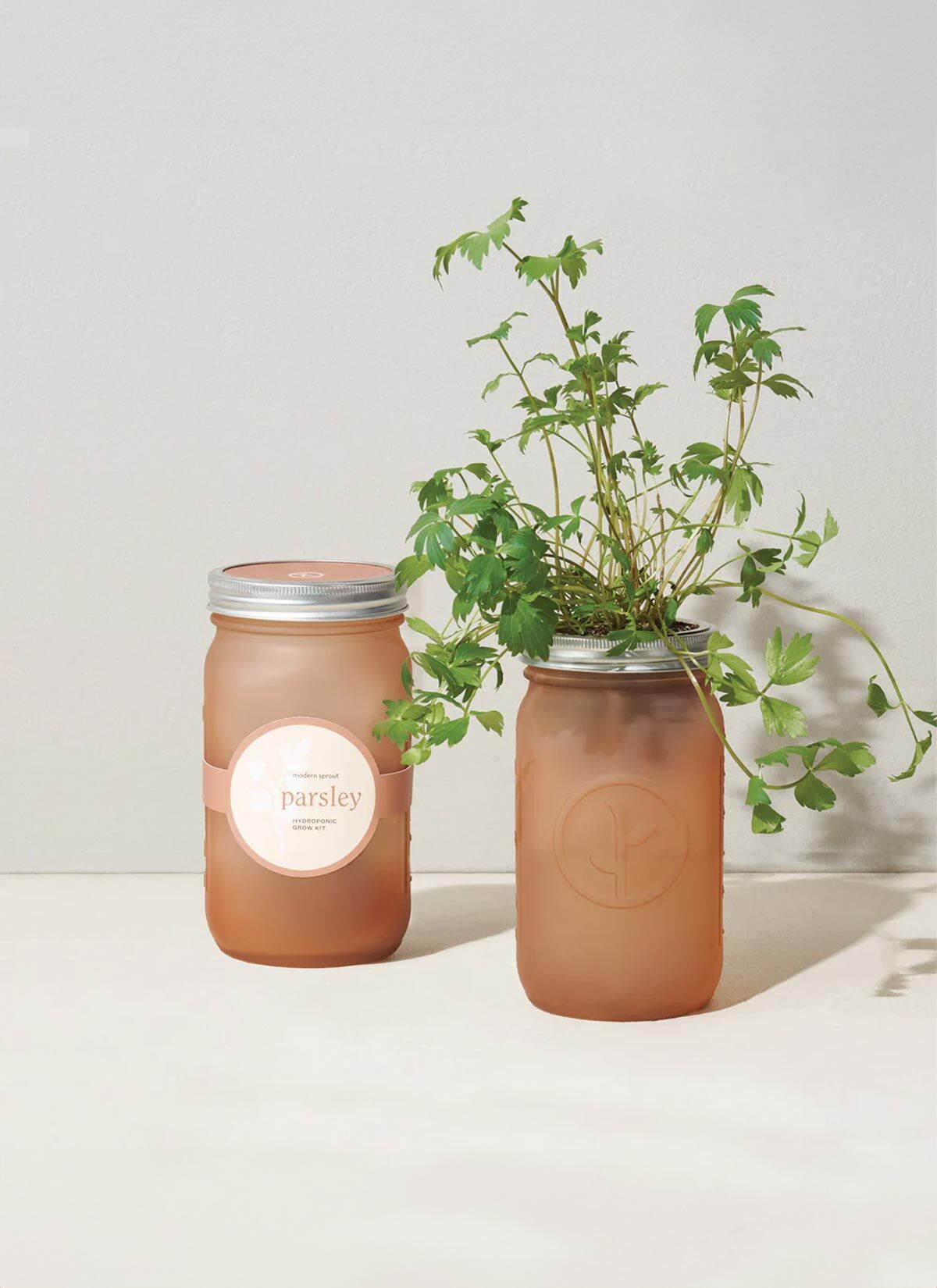 Modern Sprout Herb Jars