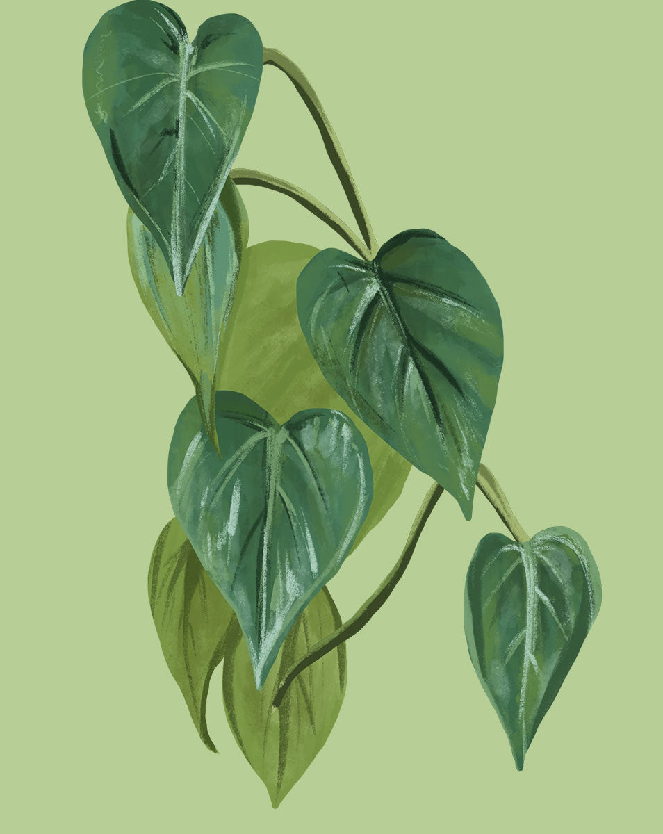 Philodendron à feuilles de cœur