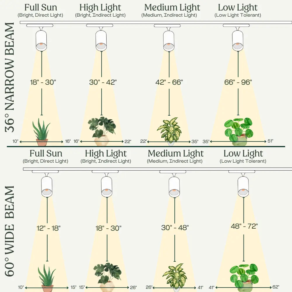 jade pothos light requirements Guide d'entretien des plantes de jade - Comment cultiver Crassula Ovata