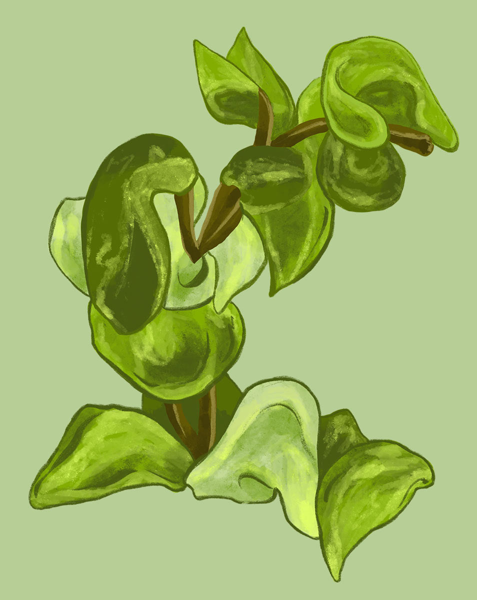 Hindu Rope Plant Care - How to Grow Hoya carnosa - Soltech